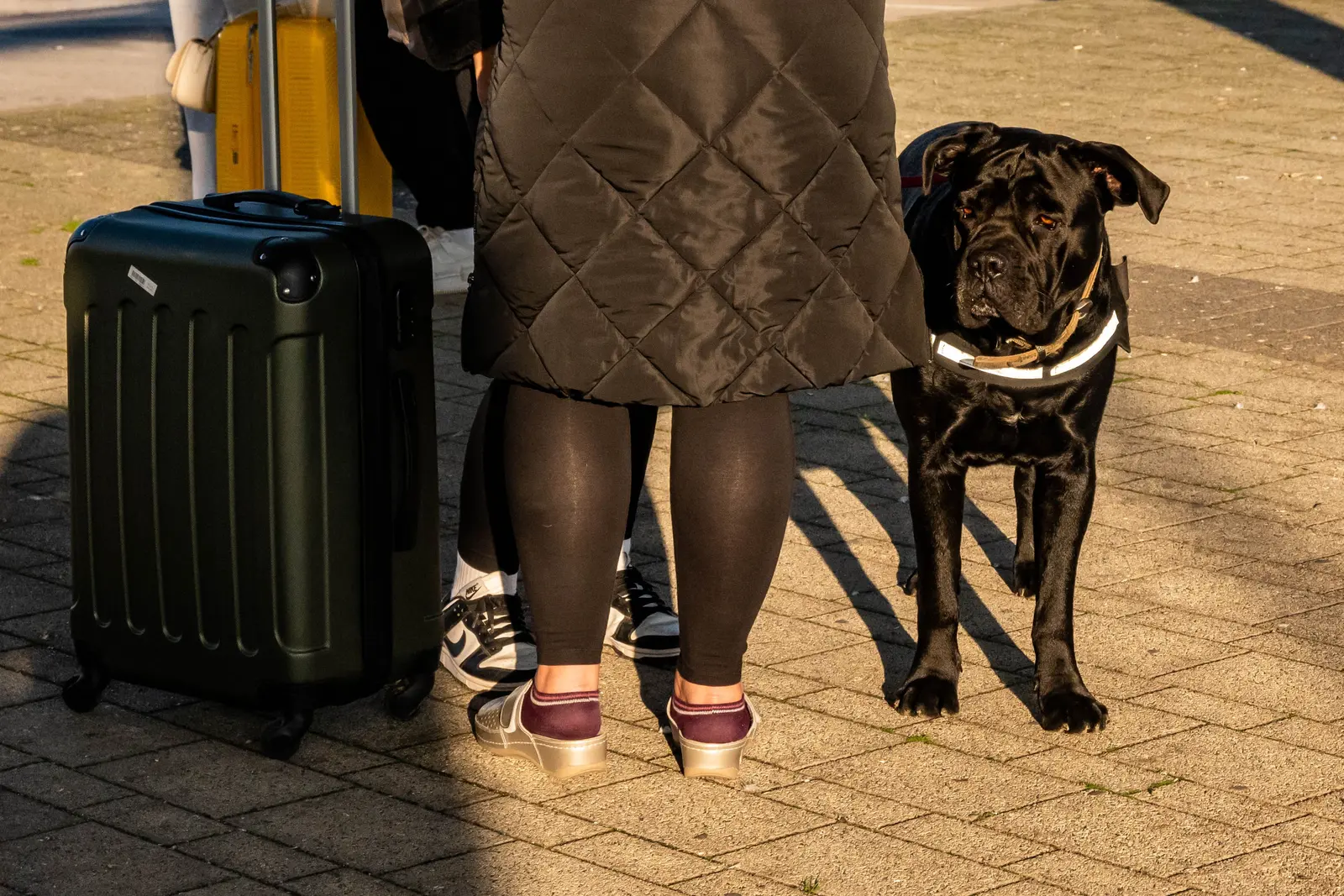 A pet owner with her dog reviewing documents before departure
